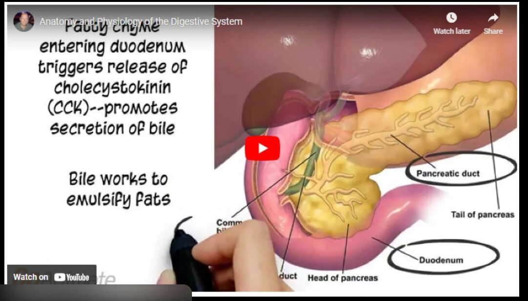 NR565 Week 7 Discussion: CPG's Related to Gastrointestinal Conditions 3 CPG's Related to Gastrointestinal Conditions