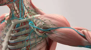 Musculoskeletal and Rheumatologic Conditions